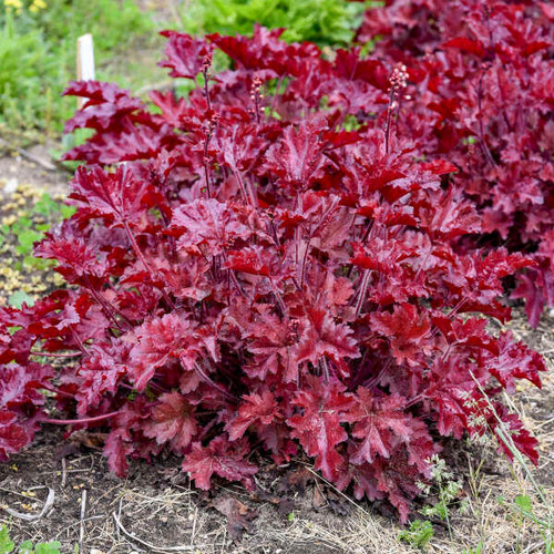 Heuchera 'Cherry Truffles' PP31396 (20)ct Flat