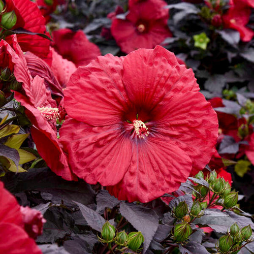 Hibiscus 'Holy Grail' PP31478 (25) BR Plants