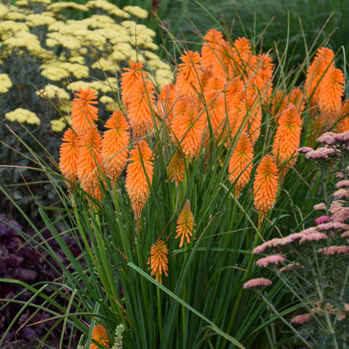 kniphofia-orange-blaze-pp31545