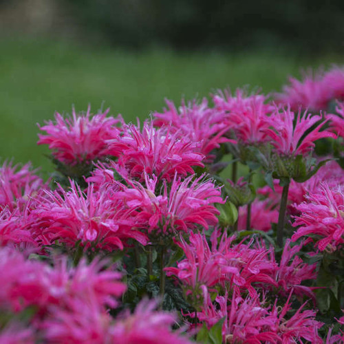 Monarda Electric Neon Pink PPAF 20ct Flat