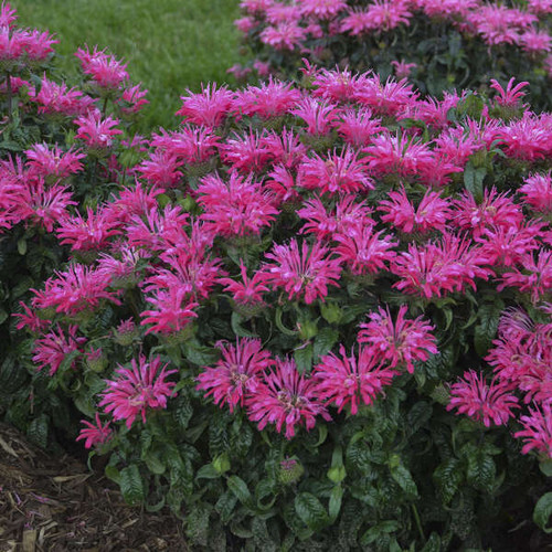 Monarda Electric Neon Pink PPAF 20ct Flat