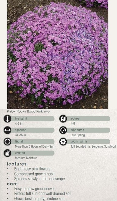 Phlox Rocky Road Pink PP31486 30ct Flat