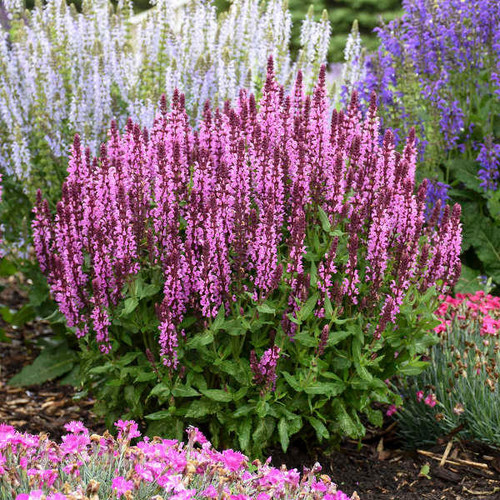 Salvia n. 'Pink Profusion' PP31435 (25) BR Plants Salvia n. 'Pink Profusion' PP31435 (25) BR Plants