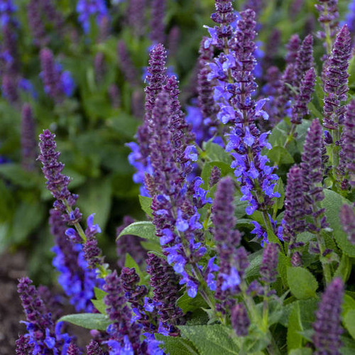 Salvia n Violet Profusion PPAF 25 BR Plants