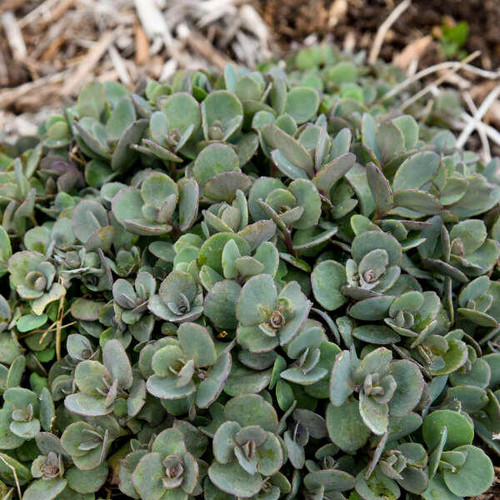 Sedum 'Superstar' PP31547 (25) BR Plants