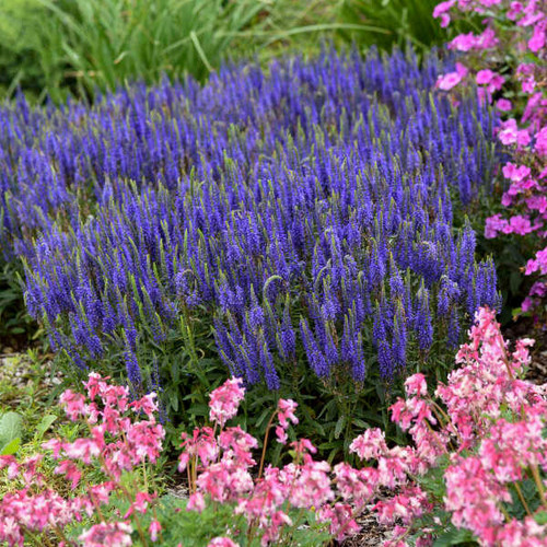 Veronica 'Wizard of Ahhs' PP31044 (25) BR Plants