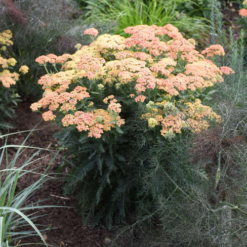 Achillea 'Firefly Peach Sky' PP32404 (25) BR Plants