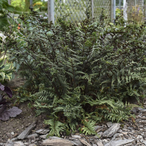 Athyrium niponicum Crested Surf PPAF 20ct Flat