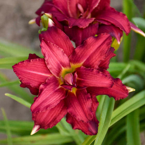 Hemerocallis 'Double Pardon Me' PP22799  (25) BR Plants