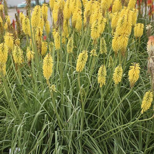 Kniphofia Gold Rush PPAF 25 BR Plants