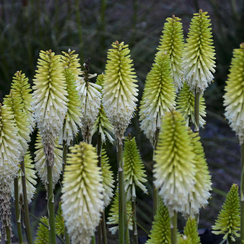 Kniphofia Lady Luck shipped from Grower to your door