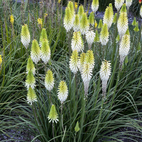 Kniphofia Lady Luck shipped from Grower to your door