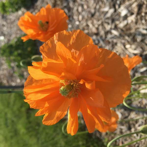 Papaver r Double Tangerine Gem 30ct Flat