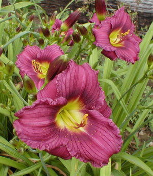 Hemerocallis LITTLE GRAPETTE 25 BR Plants