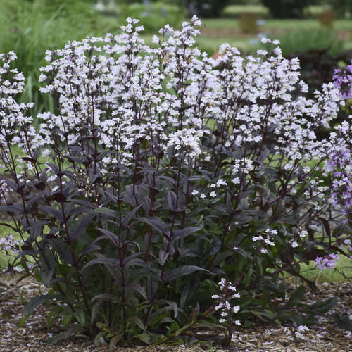 Penstemon Onyx and Pearls PPAF 25 BR Plants