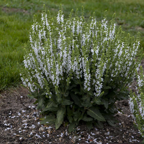 Salvia n White Profusion PPAF 25 BR Plants