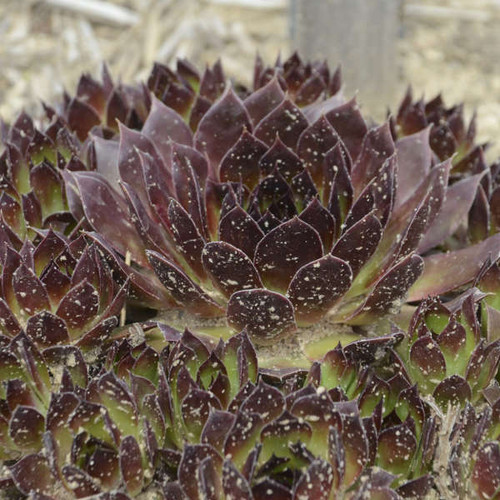 Sempervivum Black 25 BR Plants