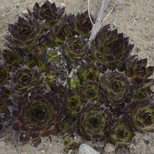 Sempervivum Black 25 BR Plants