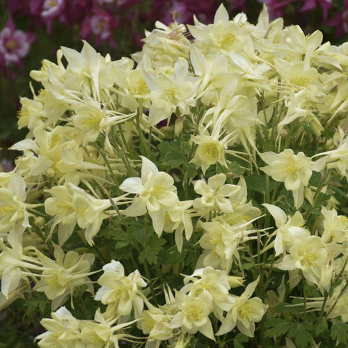 Aquilegia KIRIGAMI Yellow 30ct Flat