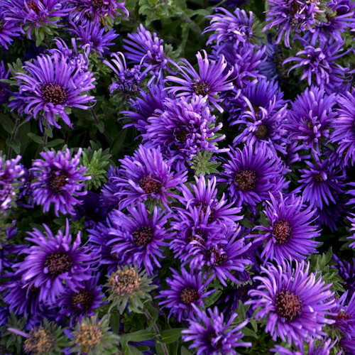 Aster Grape Crush PPAF 25 BR Plants