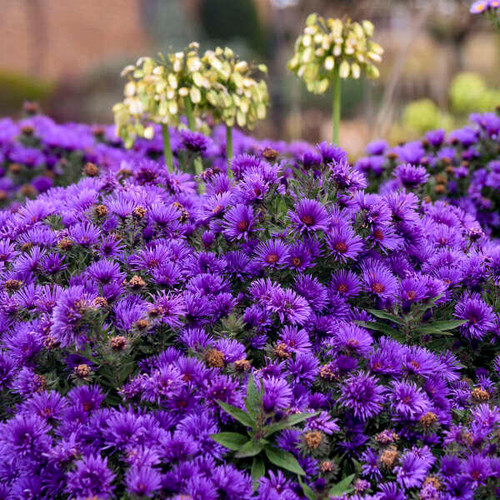 Aster Grape Crush shipped from Grower to your door