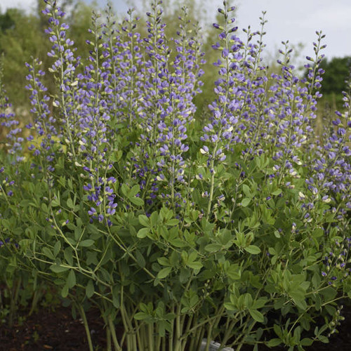 Baptisia Blue Bubbly PPAF 25 BR Plants