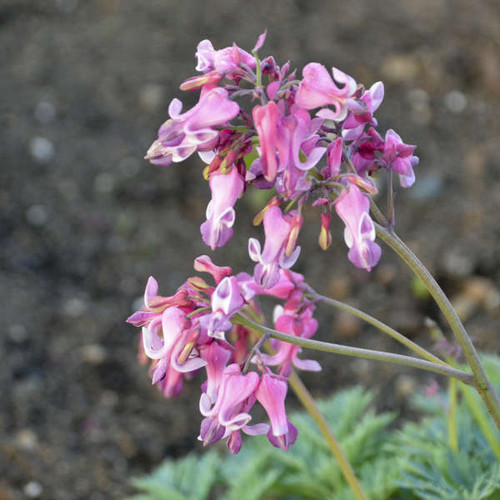Dicentra Pink Diamonds PPAF 20ct Flat Dicentra Pink Diamonds PPAF 20ct Flat