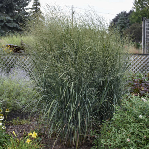 Panicum v Totem Pole PP29951 30ct Flat