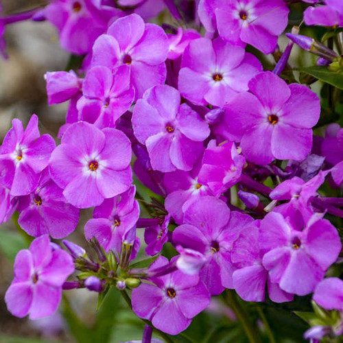 Phlox Baby Doll Pink PPAF 25 BR Plants