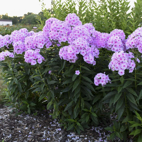 Phlox p Opalescence PPAF 25 BR Plants