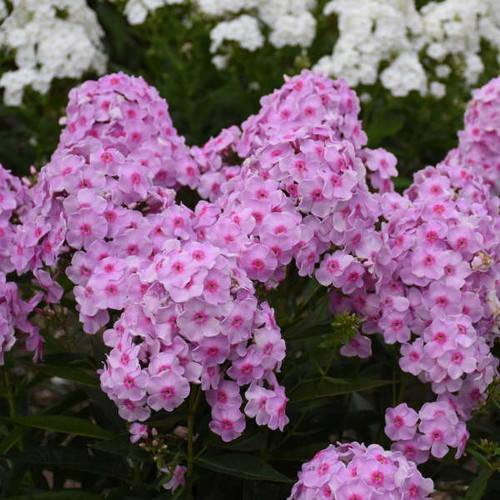 Phlox p Opalescence PPAF 25 BR Plants