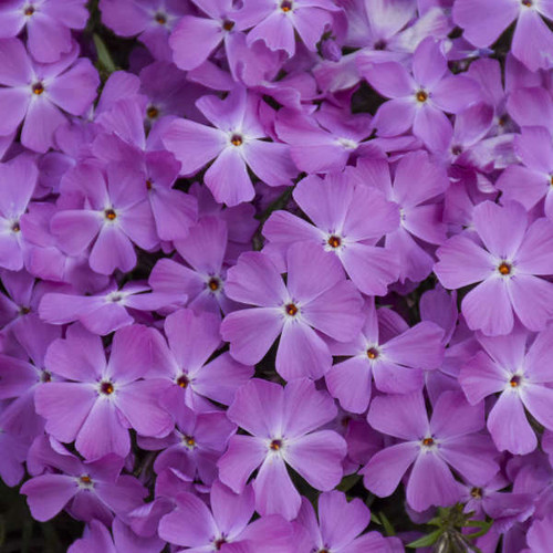 Phlox s Rose Quartz PPAF 25 BR Plants