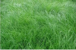 Carex appalachica (3.5 inch pot)