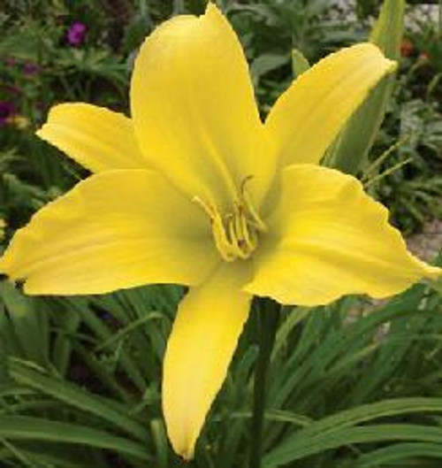 Hemerocallis Hyperion SF BR