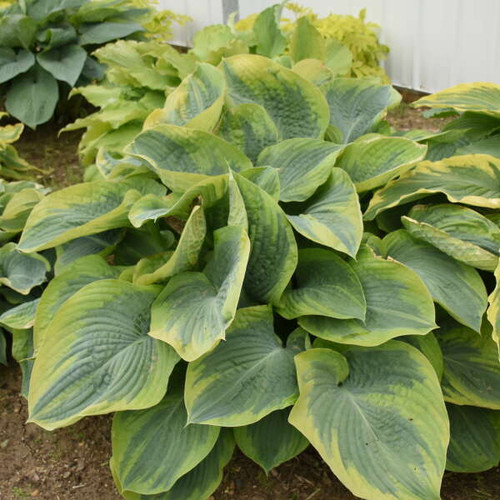 Hosta Terms of Endearment PPAF 20ct Flat