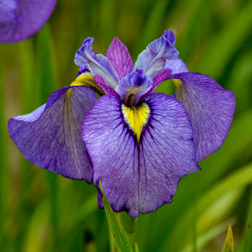 Iris p. 'Shiryukyo' (25) BR Plants Iris p. 'Shiryukyo' (25) BR Plants