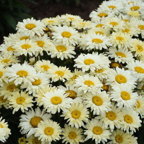 Leucanthemum s Banana Cream II PPAF 30ct Flat