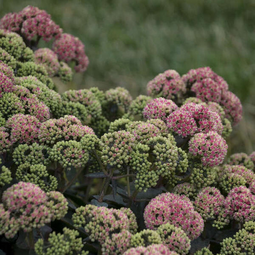 Sedum Coraljade PPAF 25 BR Plants