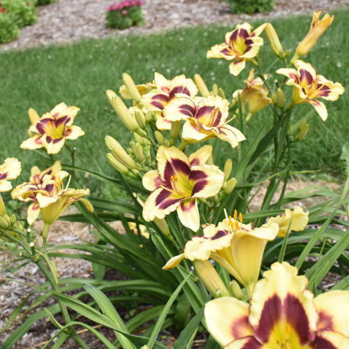 Hemerocallis Star Of The North 25 BR Plants