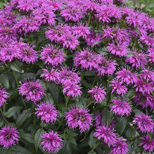 Monarda Electric Neon Purple PPAF 20ct Flat