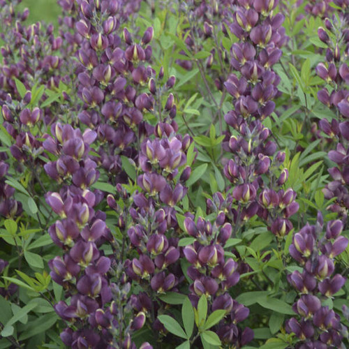 Baptisia Burgundy Blast PPAF 25 BR Plants