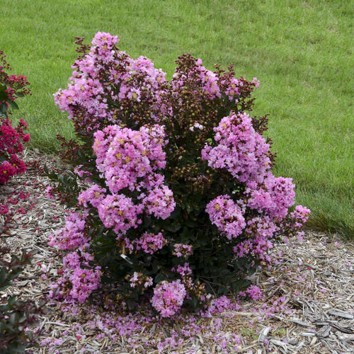LAGERSTROEMIA Lagerstroemia Perky Pink PP32243 30ct Flat