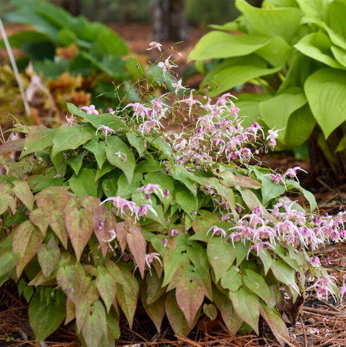 Epimedium 'Pretty in Pink' (30)ct Flat