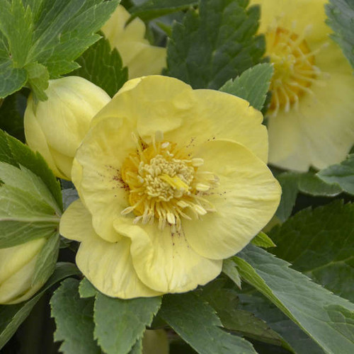 Helleborus California Dreaming 20ct Flat