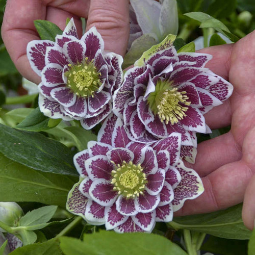 Helleborus Shotgun Wedding 20ct Flat