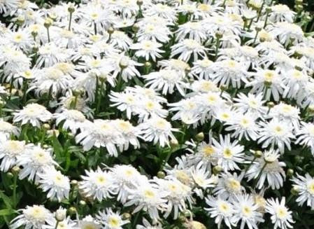 Leucanthemum 'Lancaster Double Angel Daisy' shipped from Grower to