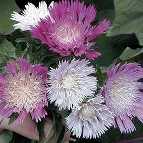 Stokesia laevis Color Wheel PP12718 10ct Quarts