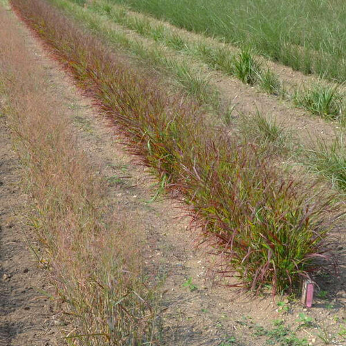 Panicum v Red Flame PPAF 30ct Flat