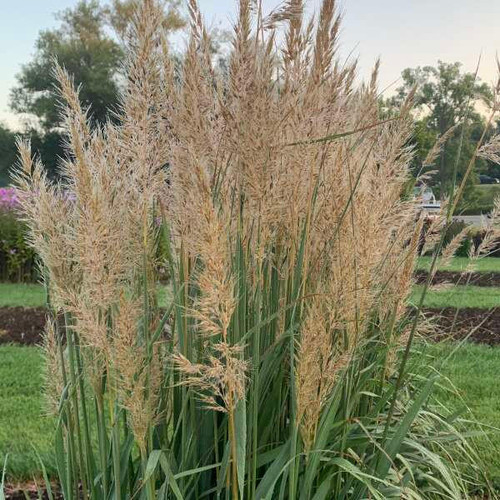 Sorghastrum nutans GOLDEN SUNSET MNYG318153 PP33776 30ct Flat