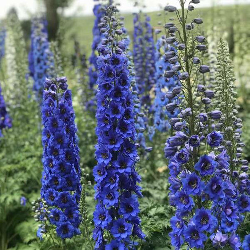 Delphinium Blue Buccaneers 30ct Flat